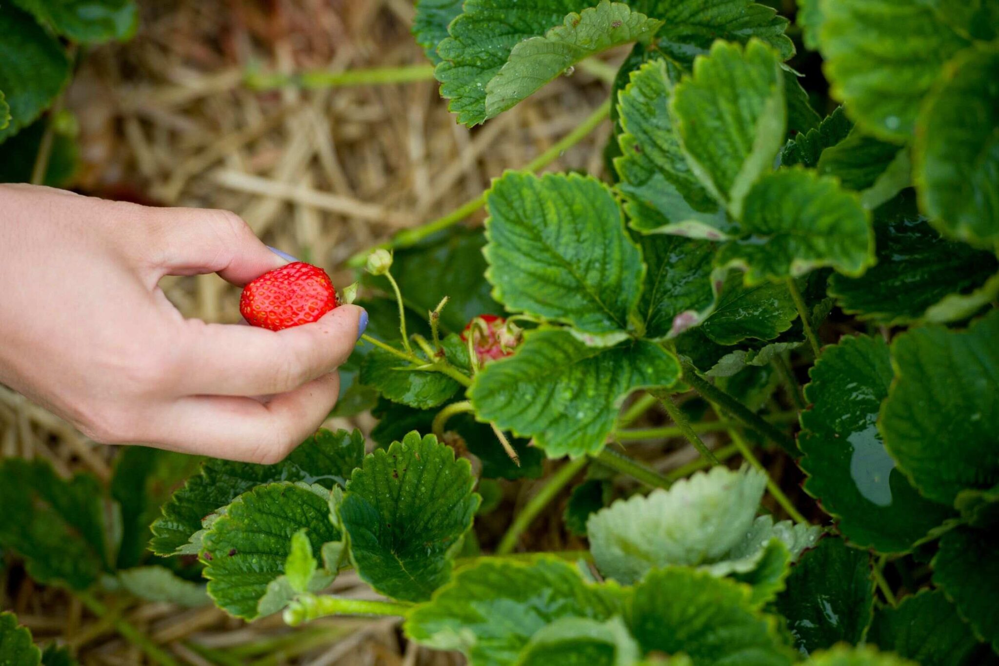 Places To Go Strawberry Picking In North Carolina Lost In The