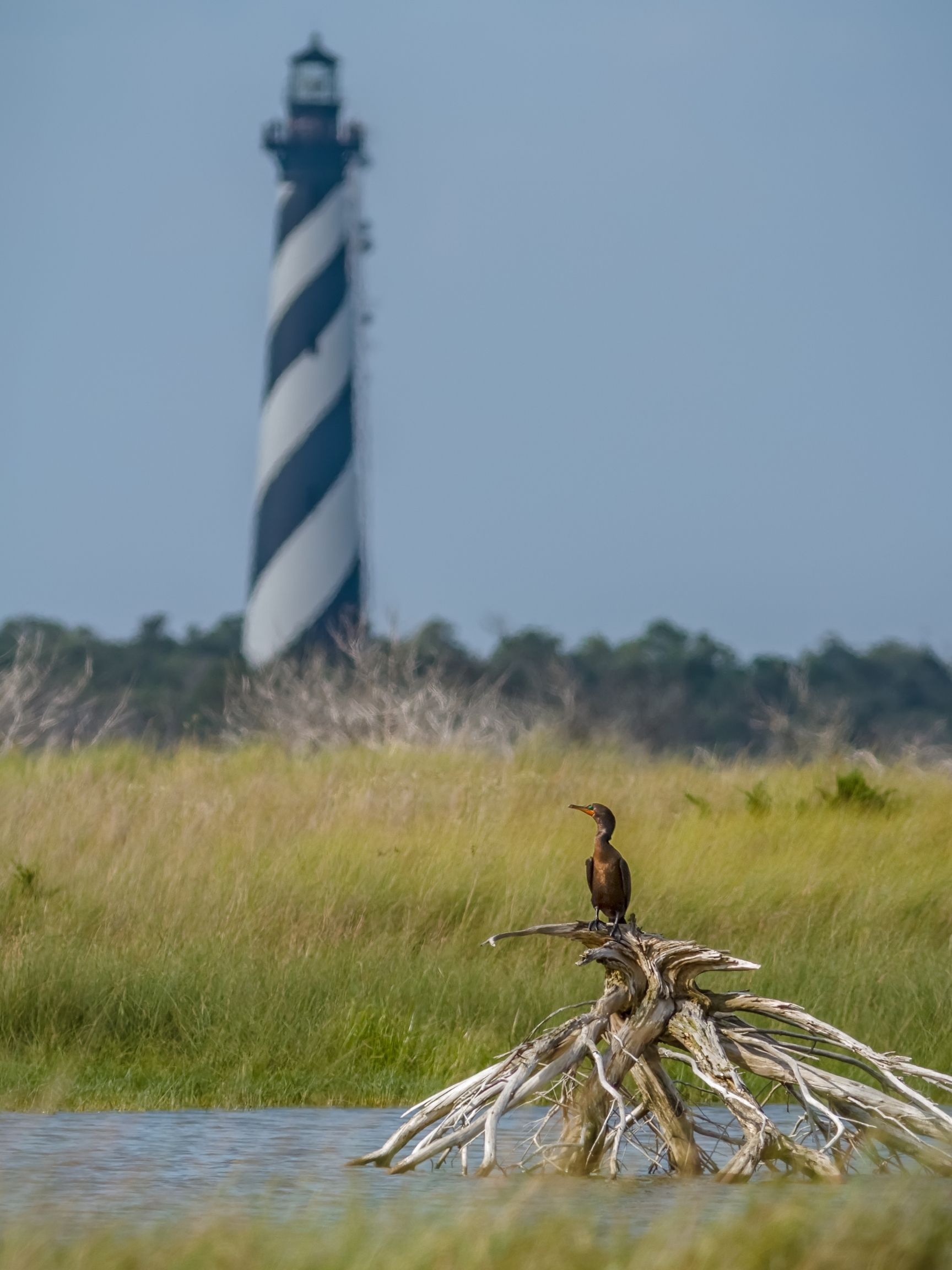 Cape Hatteras Lighthouse With Marsh in foreground
