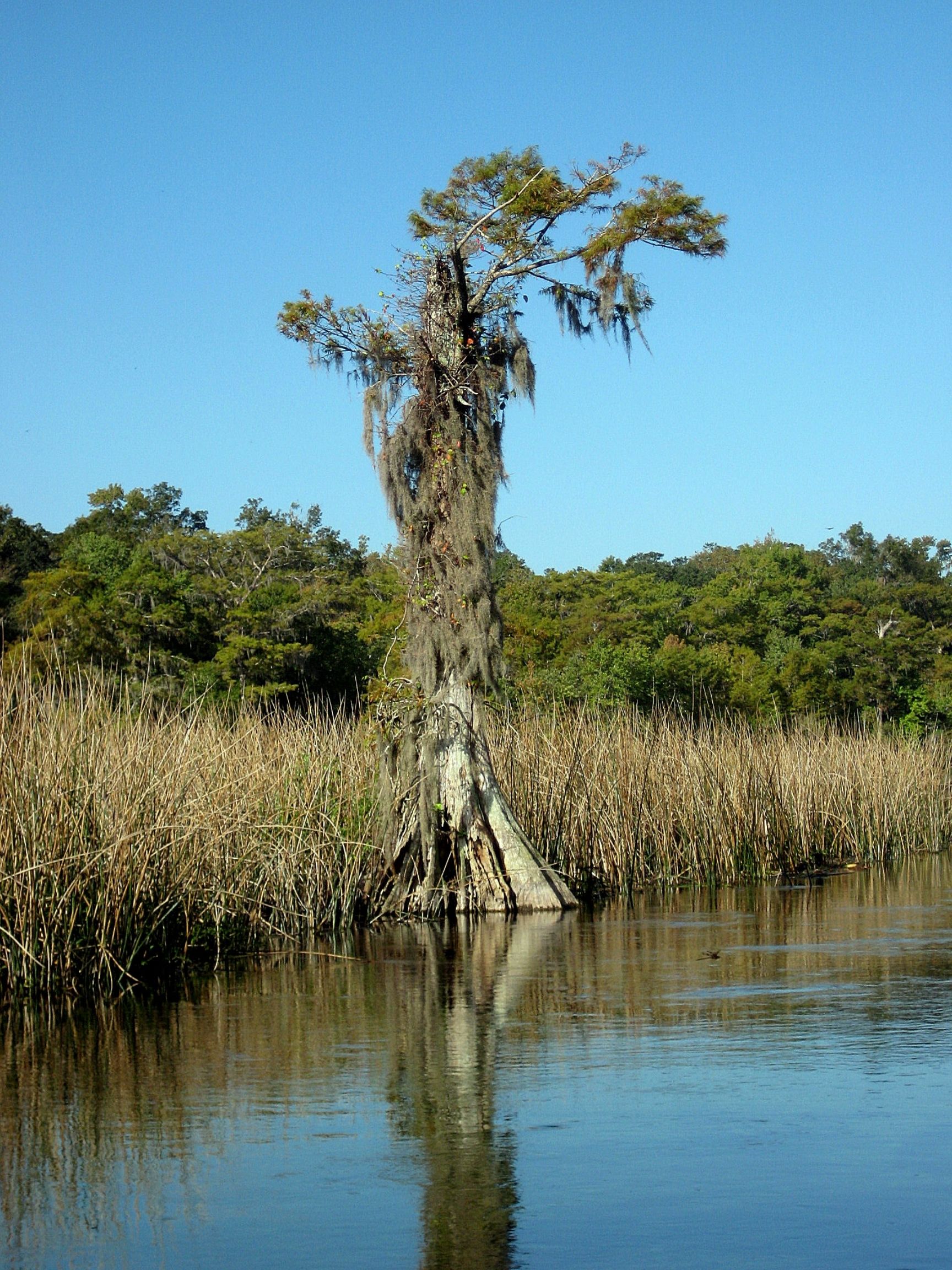 Cypress tree in wetlands