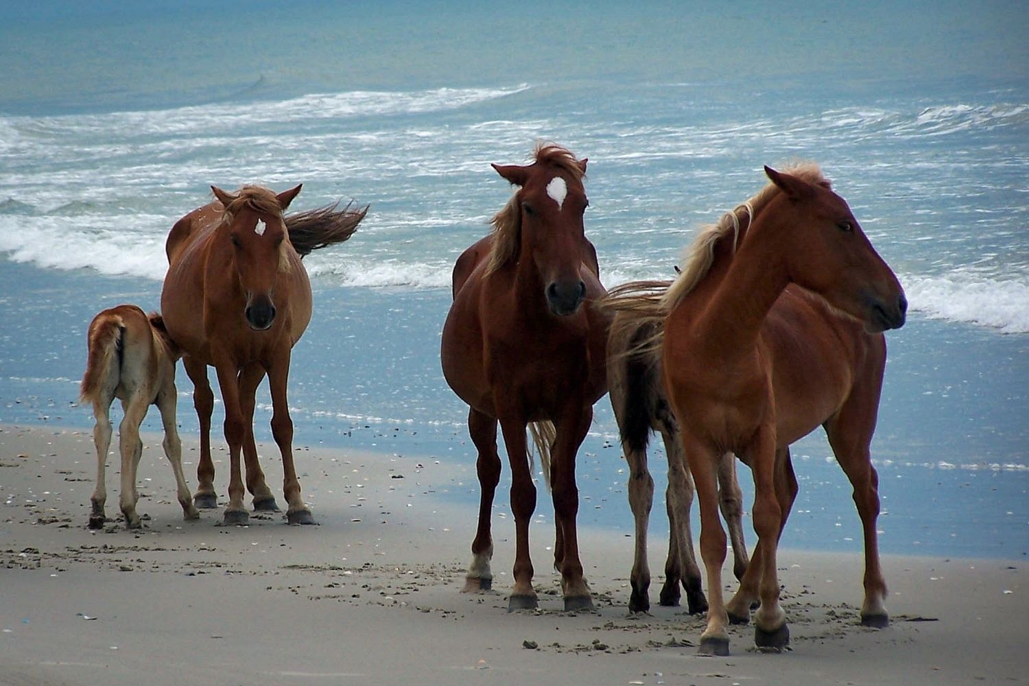 The Wild Horses On Carova Beach