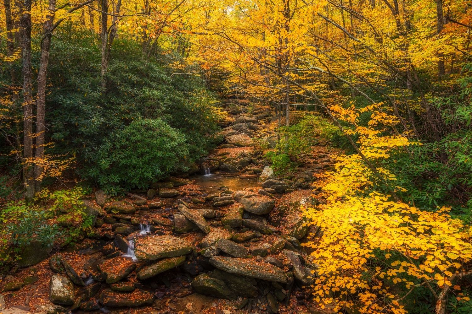 Grandfather-Trail best hikes in north carolina