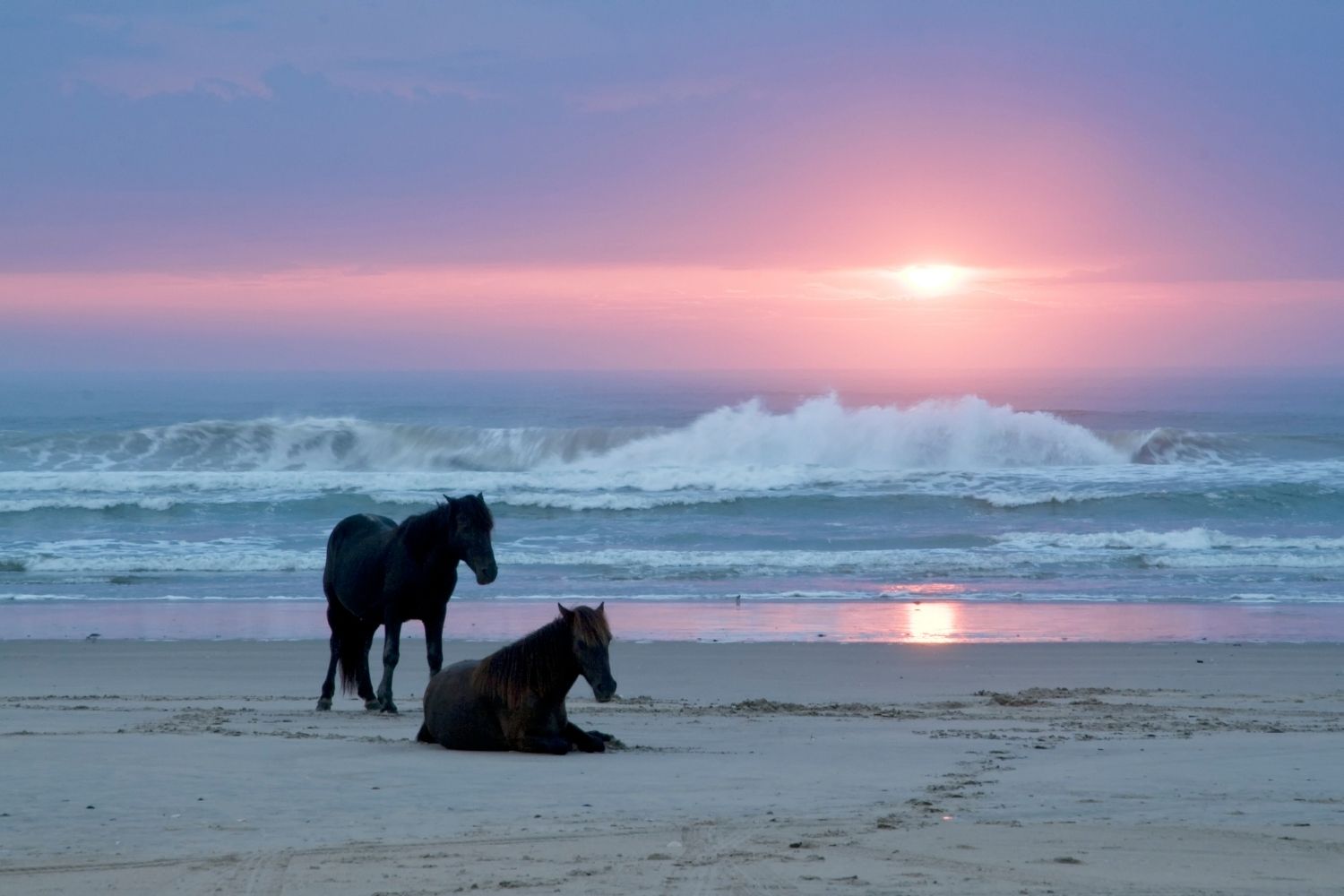 Wild Horses of Corolla