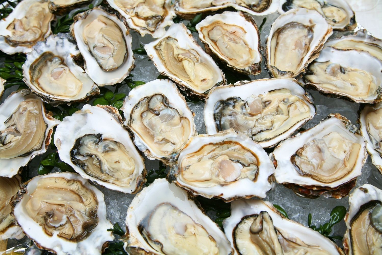 Fresh Shucked Oysters on Ice - hilton head restaurants 