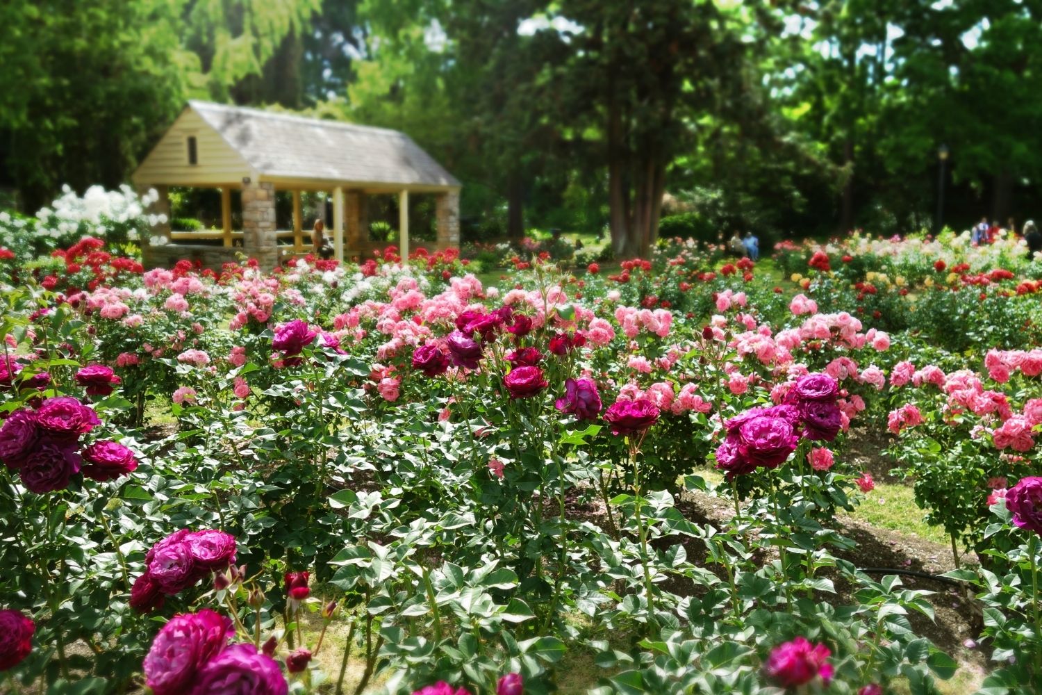 Raleigh Municipal Rose Garden