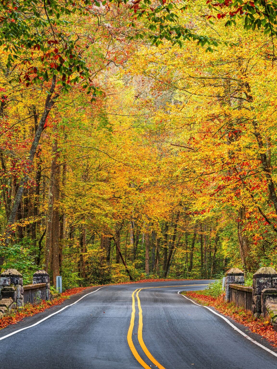 Visiting Pisgah National Forest (NC) - All You NEED To Know - Lost In ...