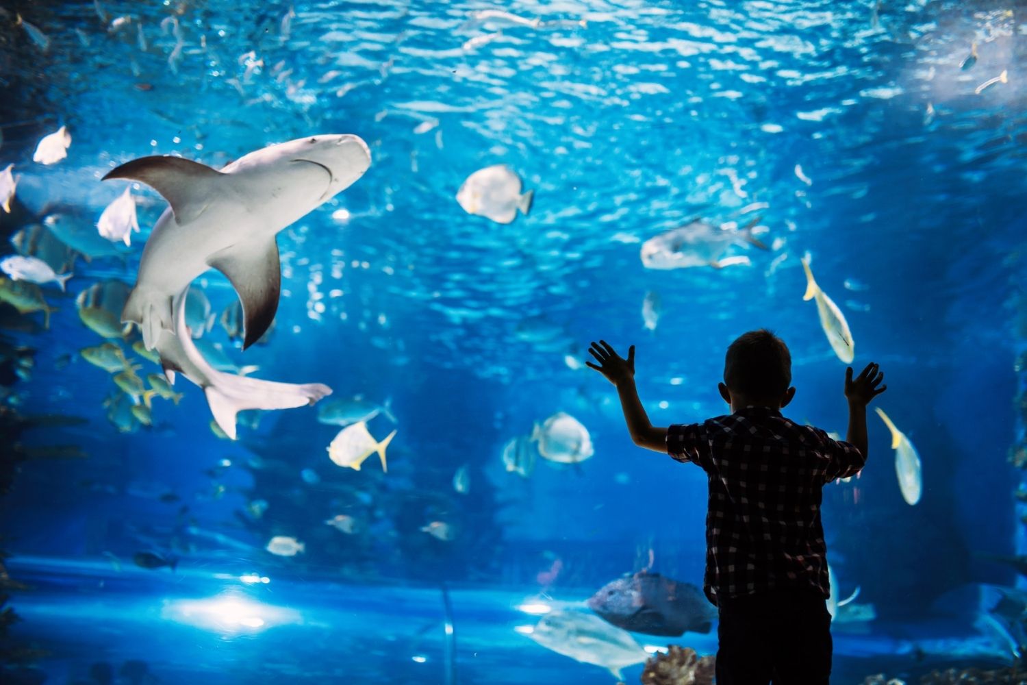 Kid In Aquarium