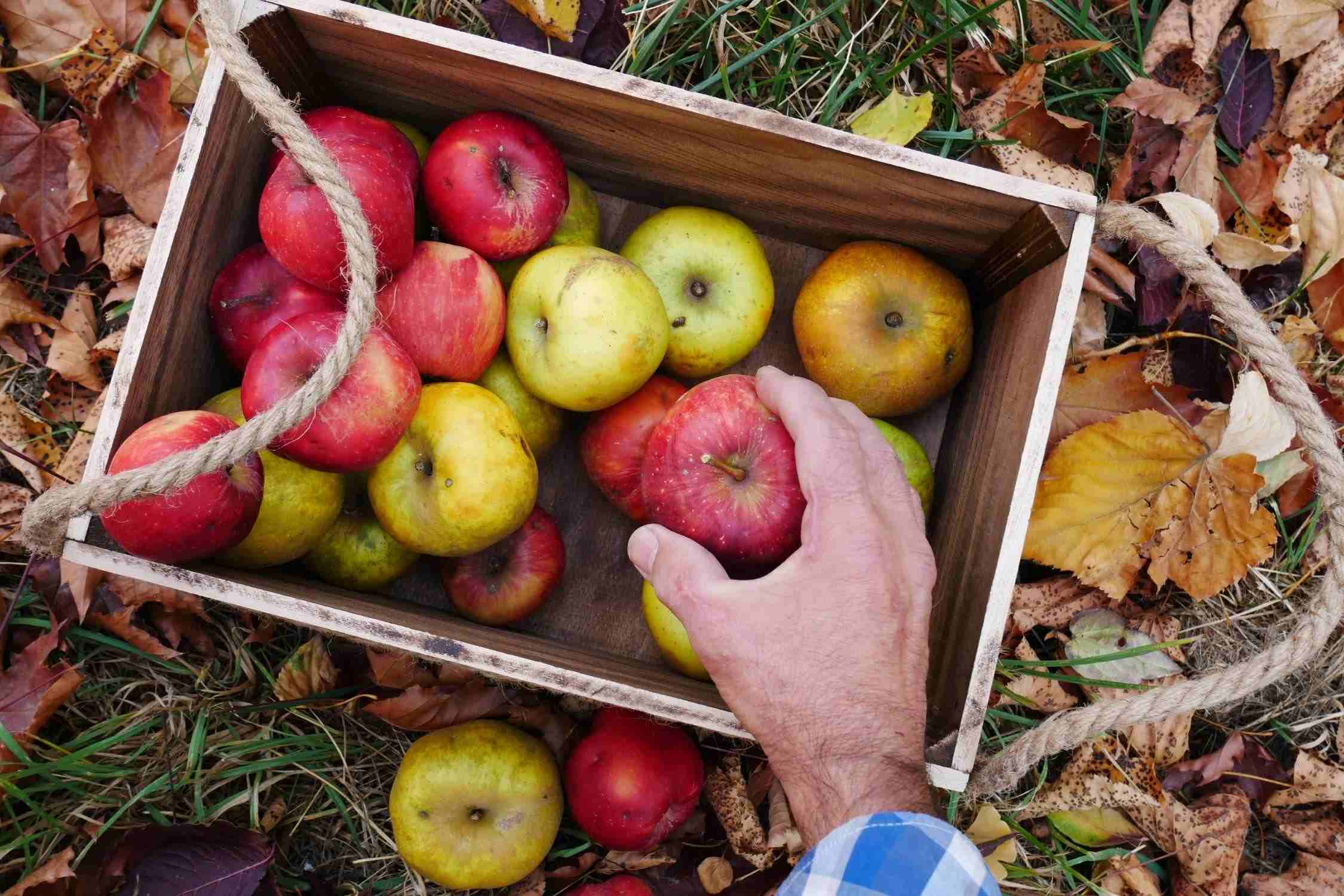 apple picking in hendersonville