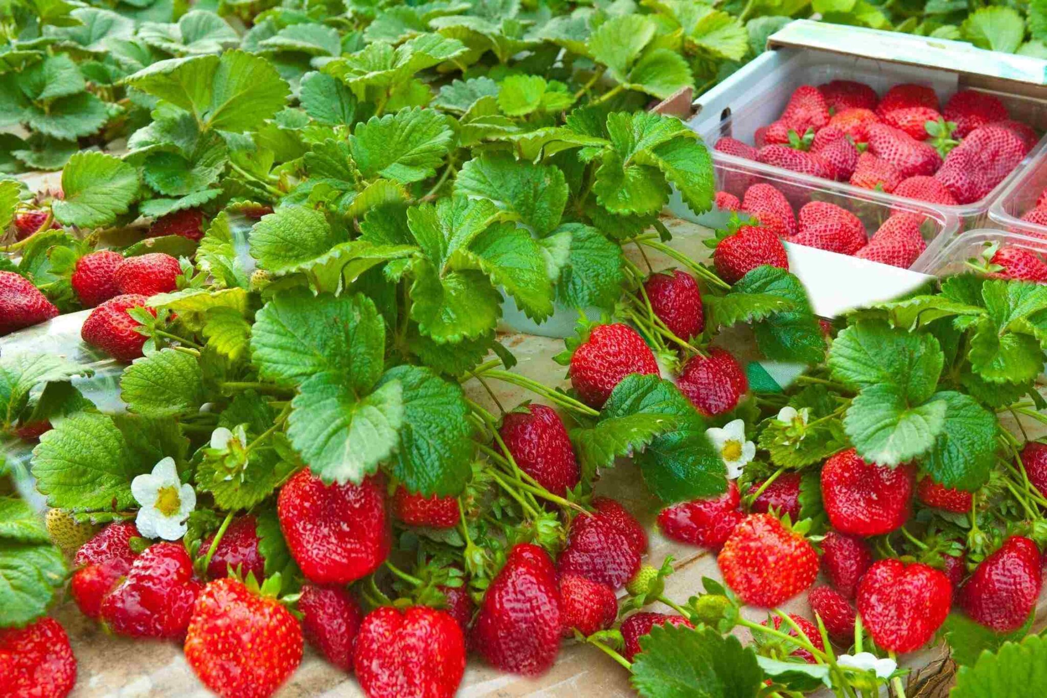 11 Places To Go Strawberry Picking In North Carolina - Lost In The ...