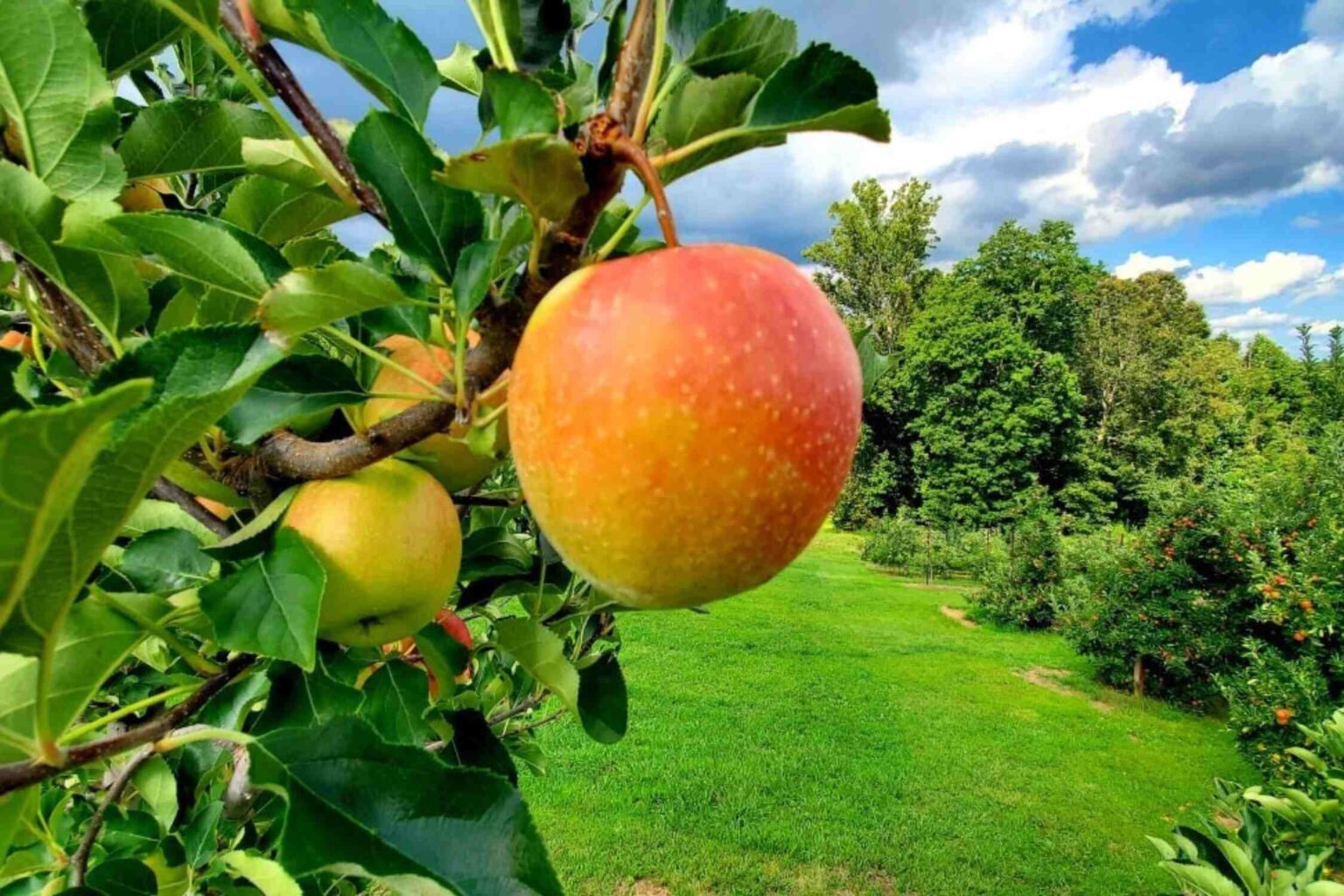 20 BEST Apple Orchards in North Carolina (NC Apple Picking) Lost In