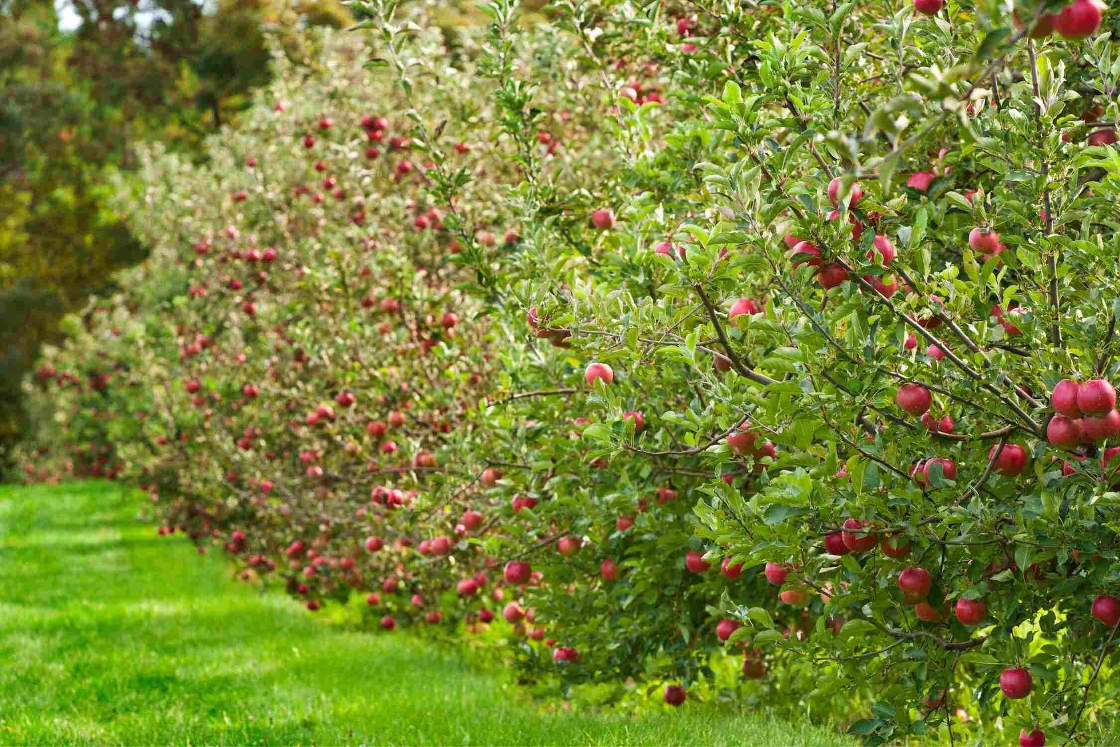 best apple orchards in north carolina