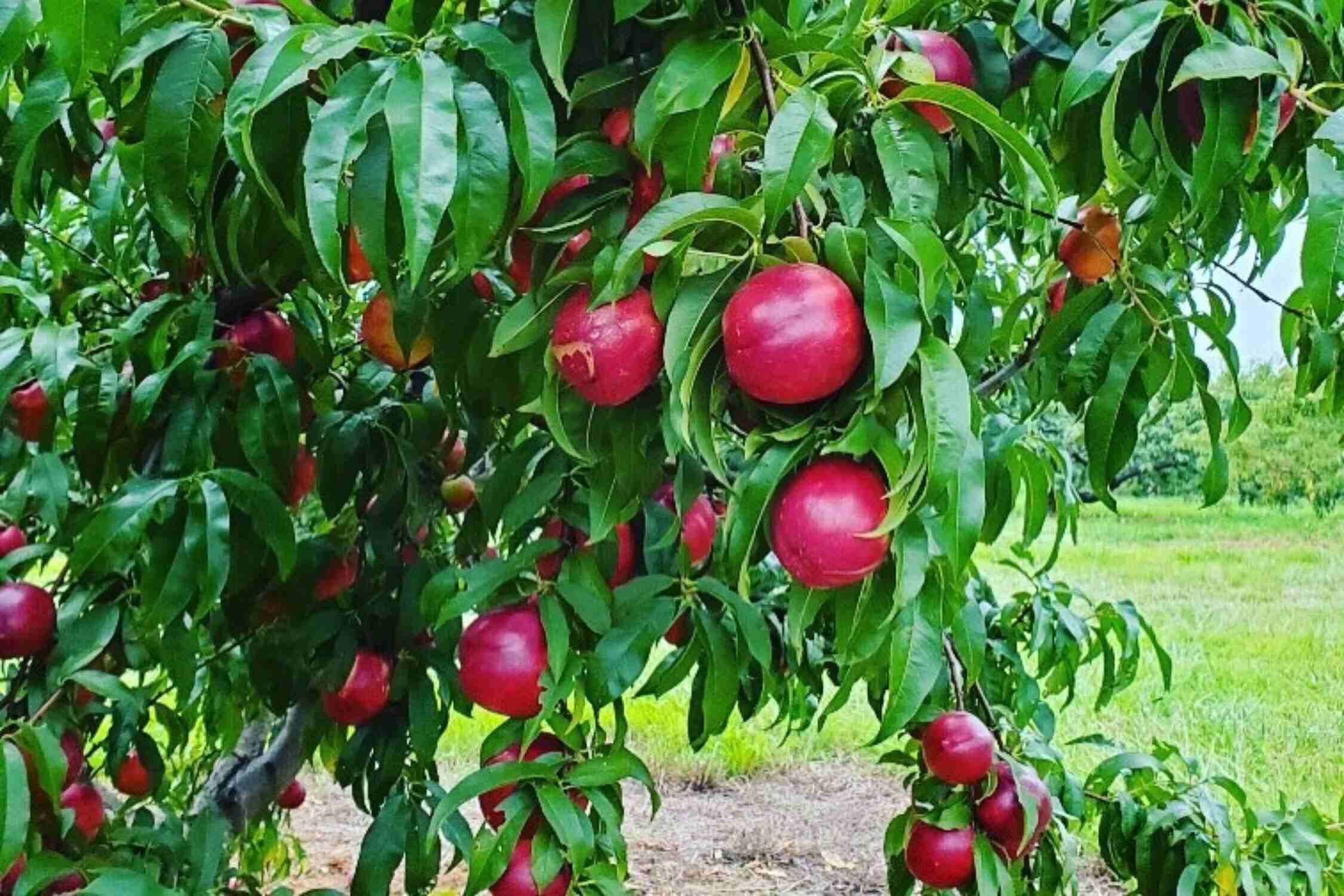 Tevepaugh Orchard