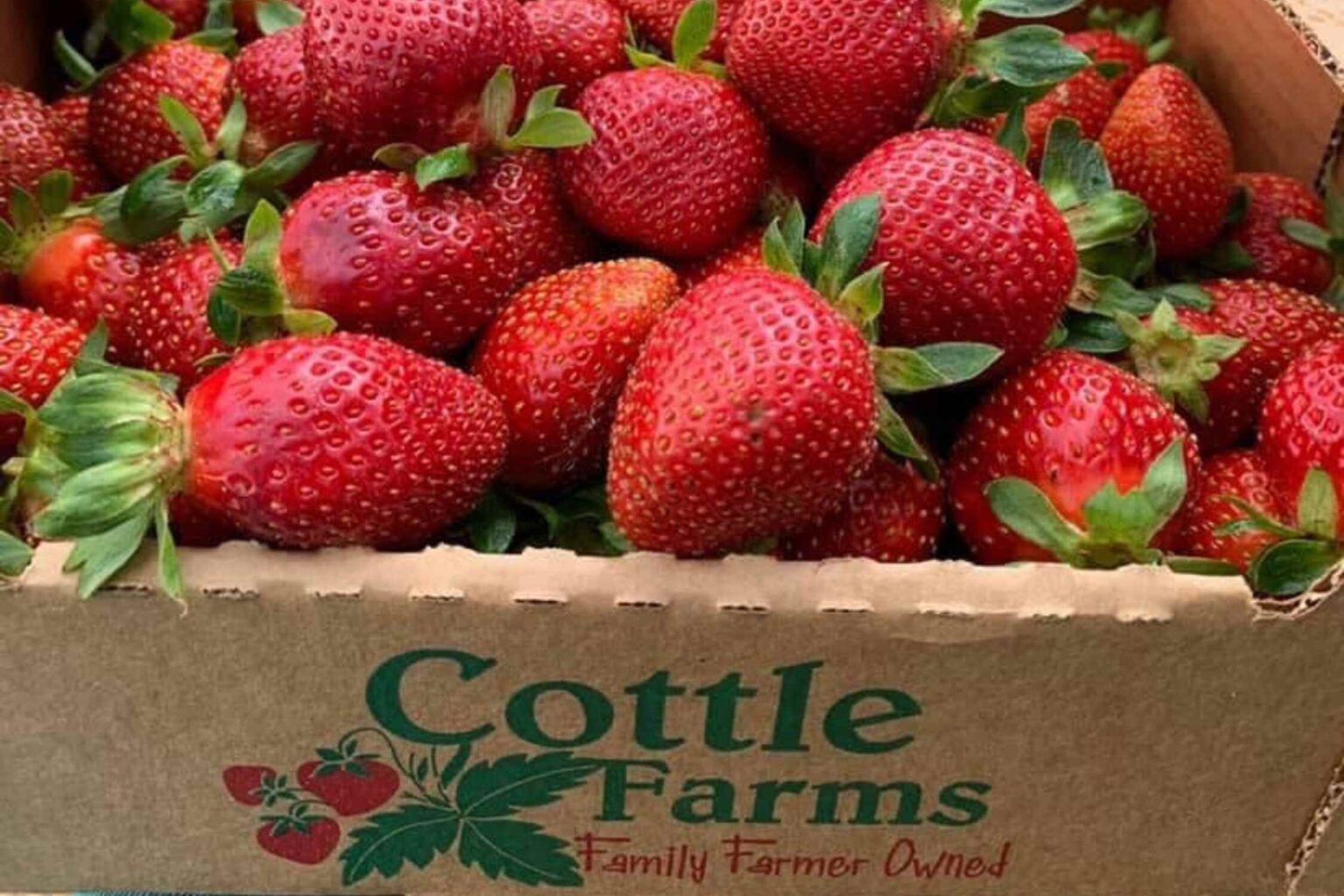 11 Strawberry Farms in South Carolina (Picking LOCAL) Lost In The Carolinas