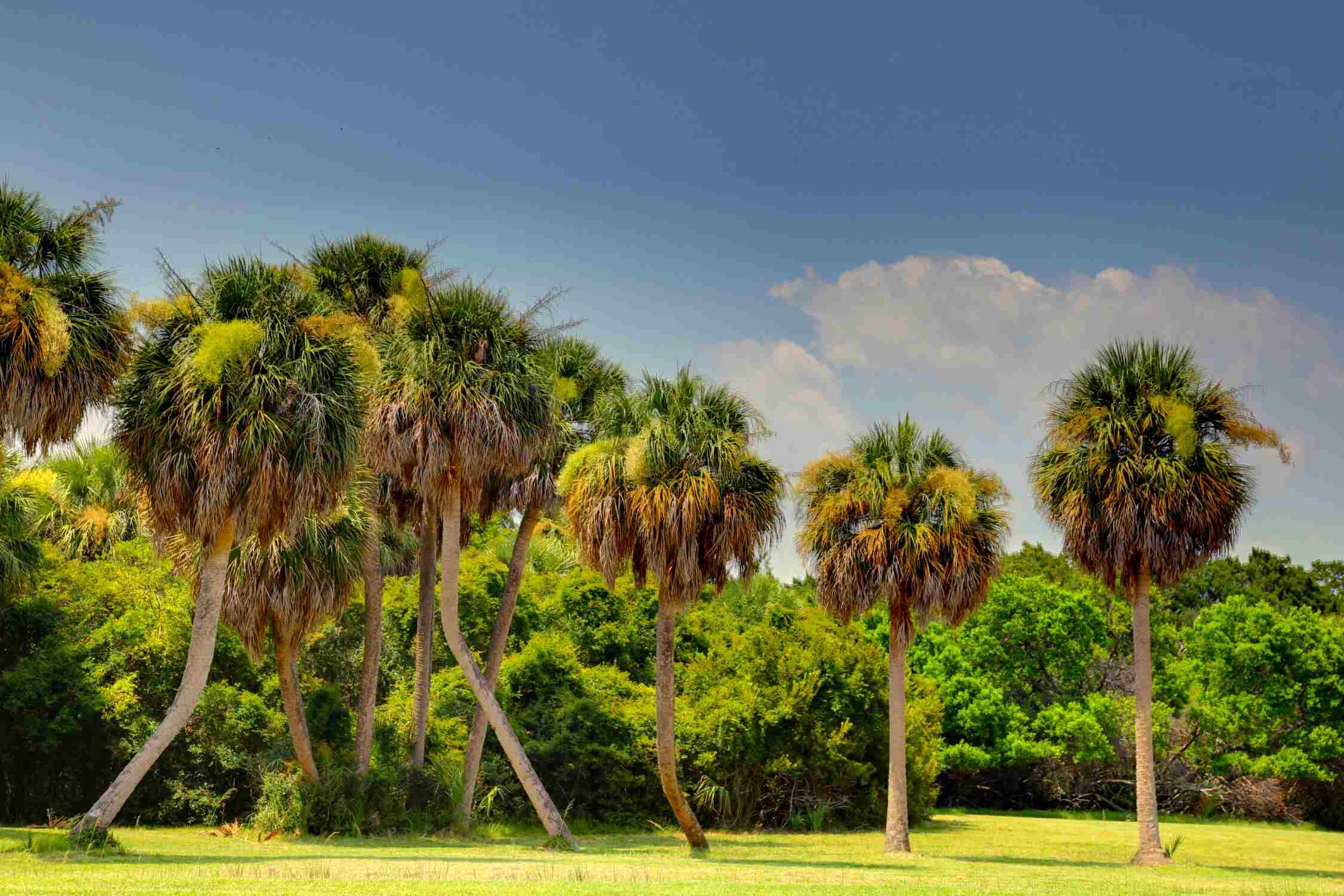 Palmetto Park - BEST Things to do in Sumter, South Carolina