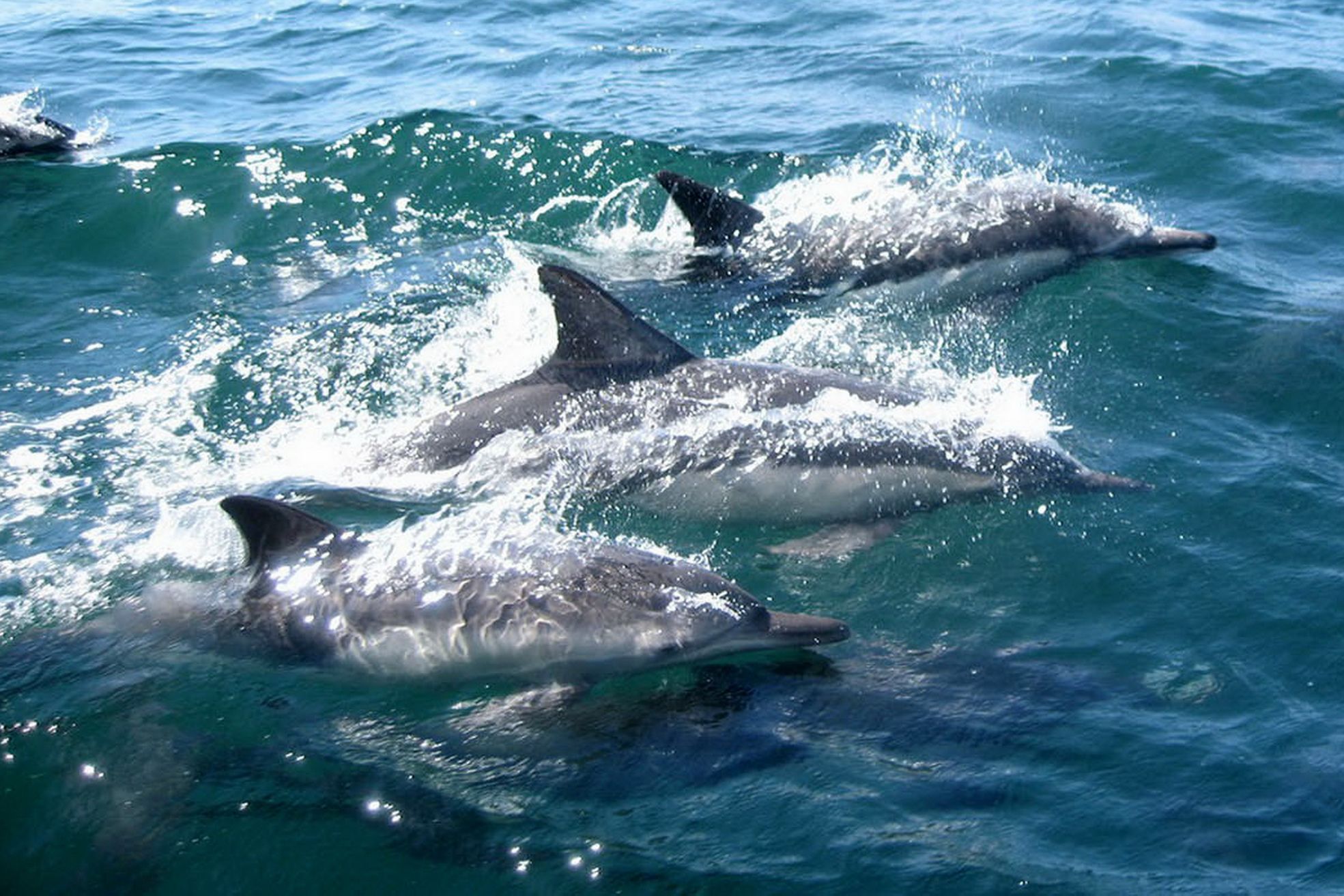 Spot Dolphins off Tybee Island