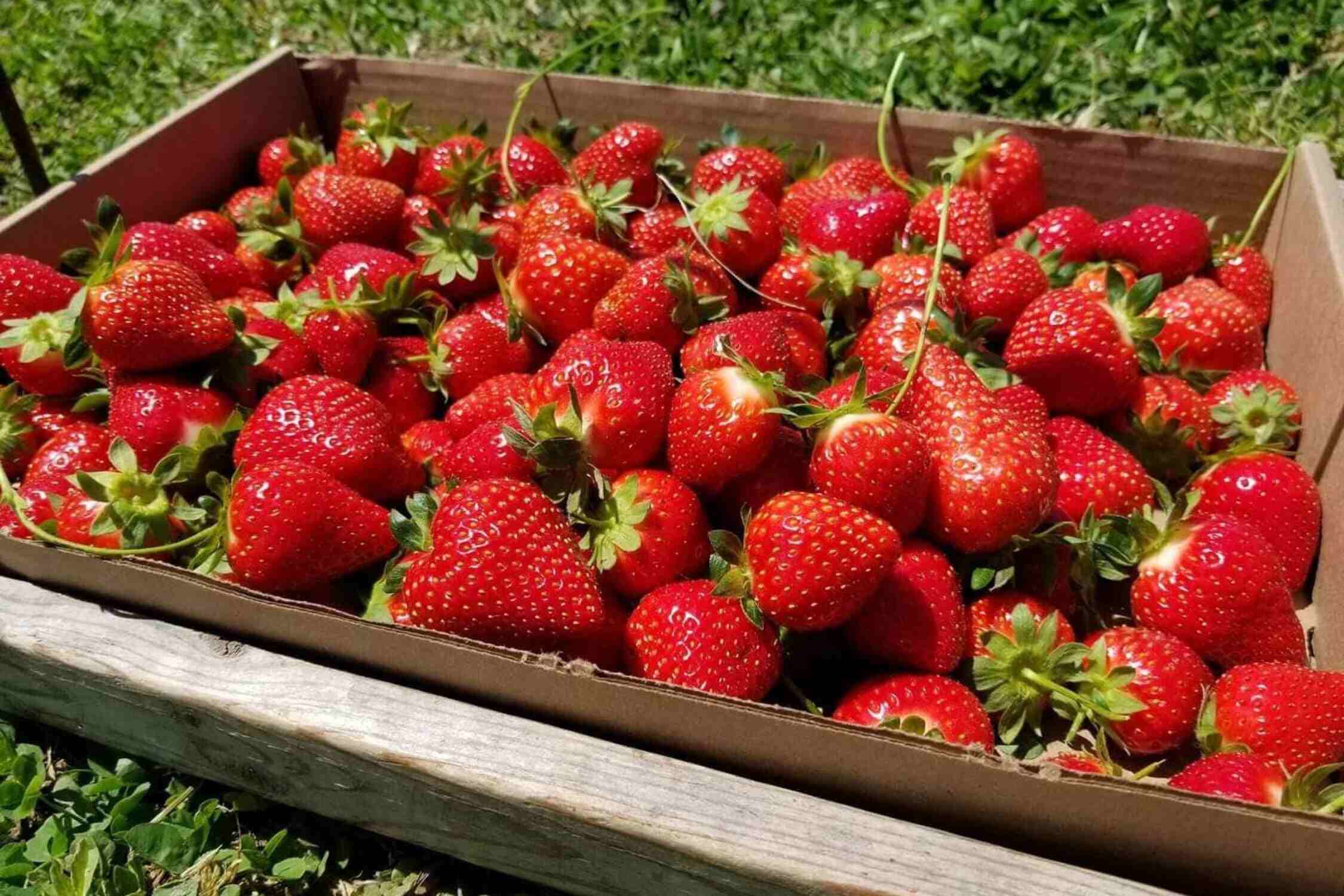 Strawberries on 903
