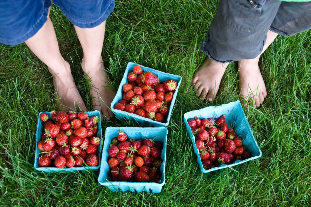 Strawberry Picking In North Carolina 1024x683 