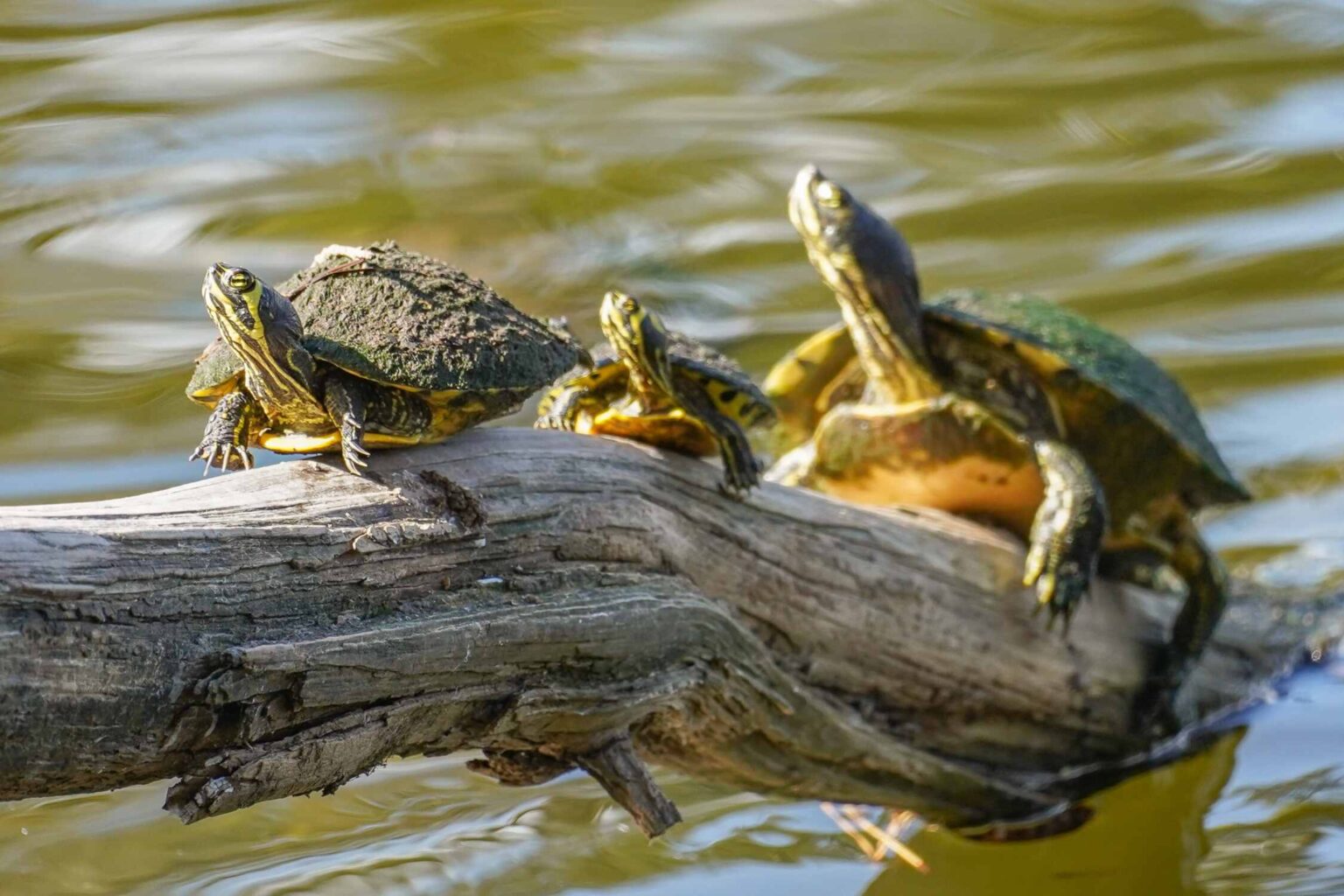 11 BEST Things To Do On Bald Head Island - Lost In The Carolinas