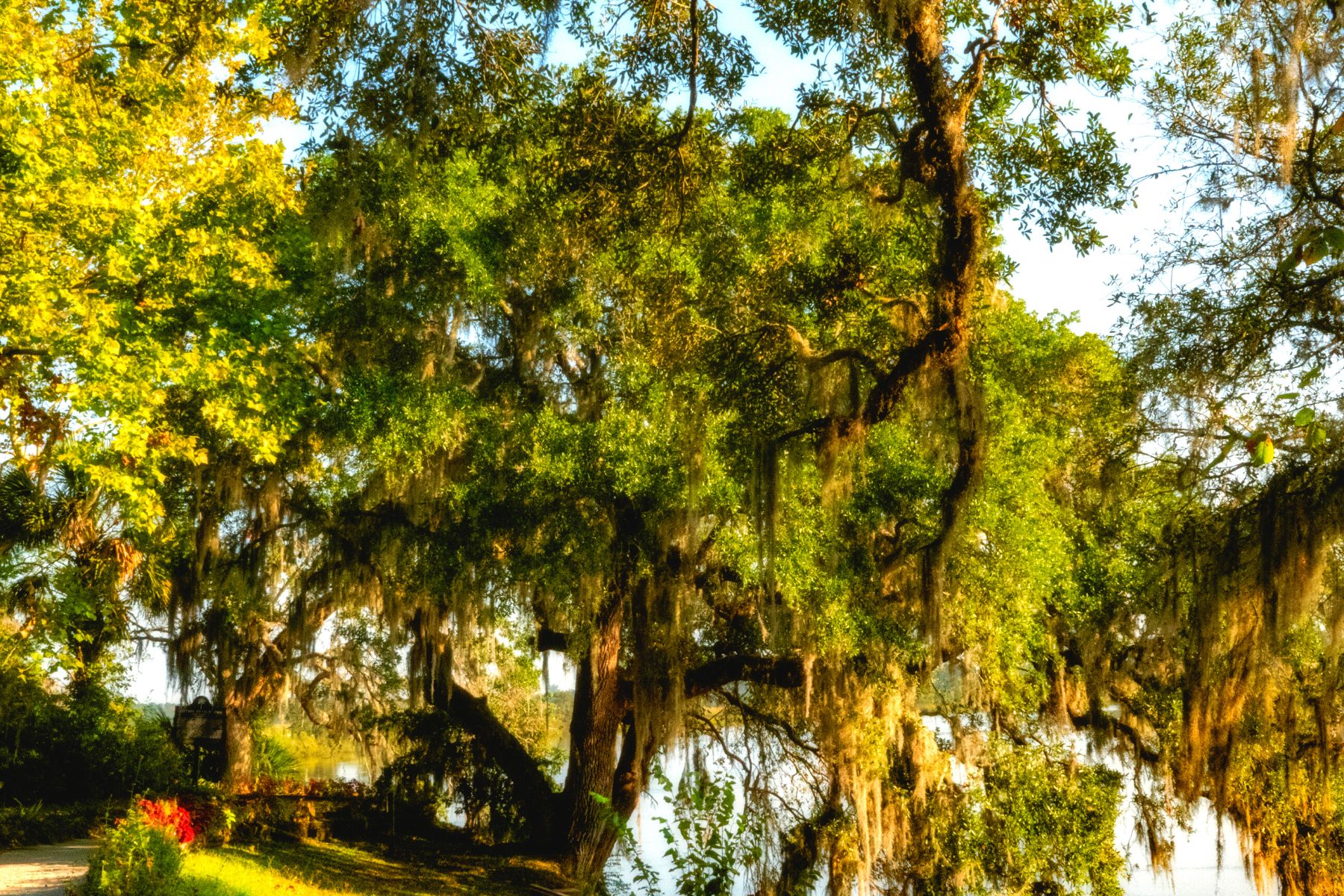 edisto island 