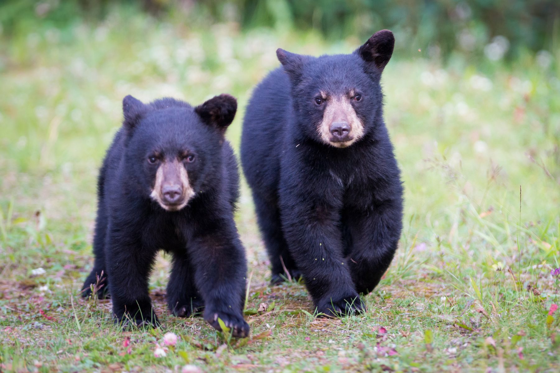 do i have to worry about bears while hiking in North Carolina?