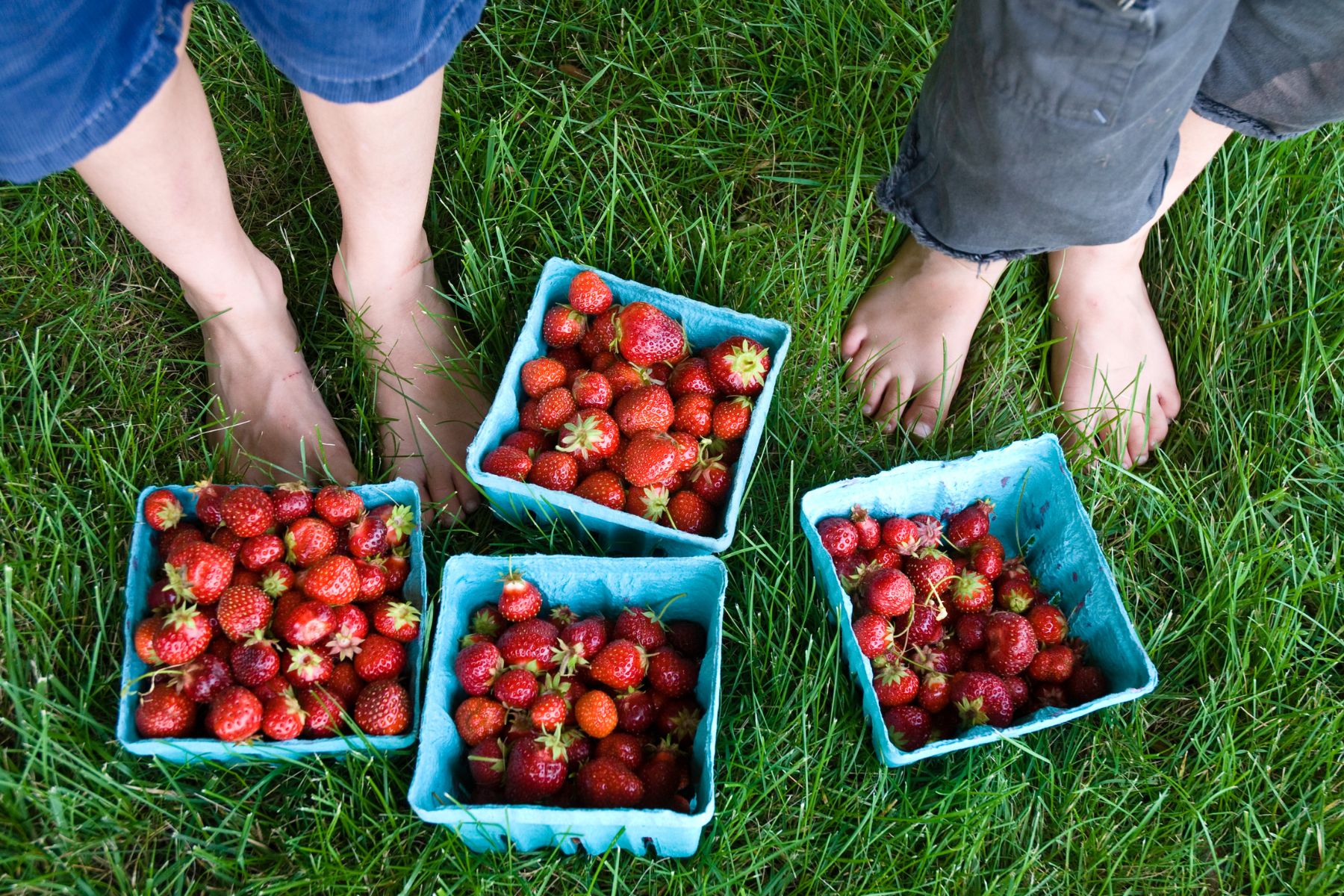 When is the Best Time To Go Strawberry Picking in South Carolina?