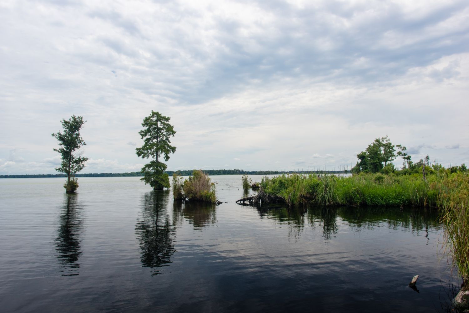 Great Dismal Swamp