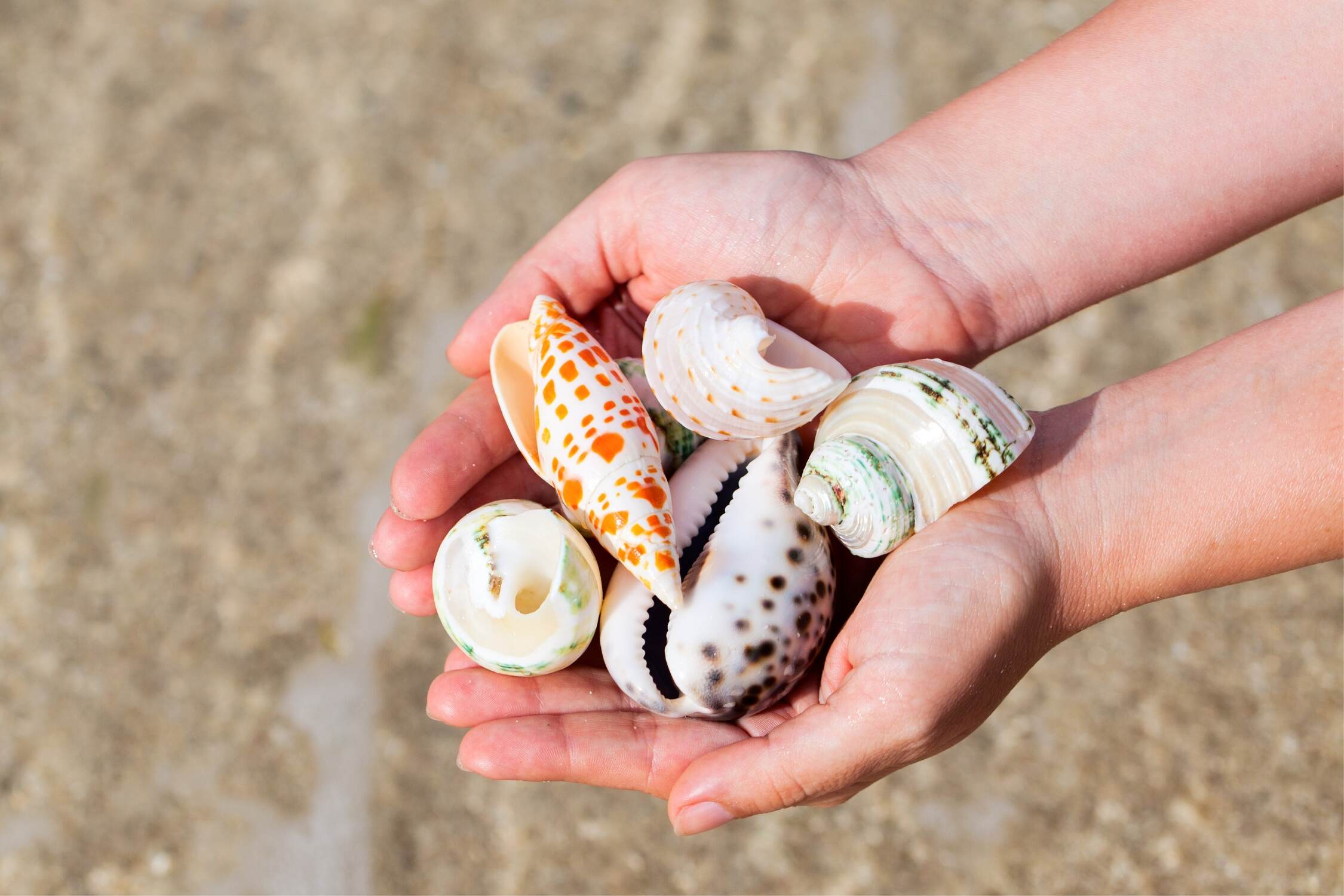 seashell collecting