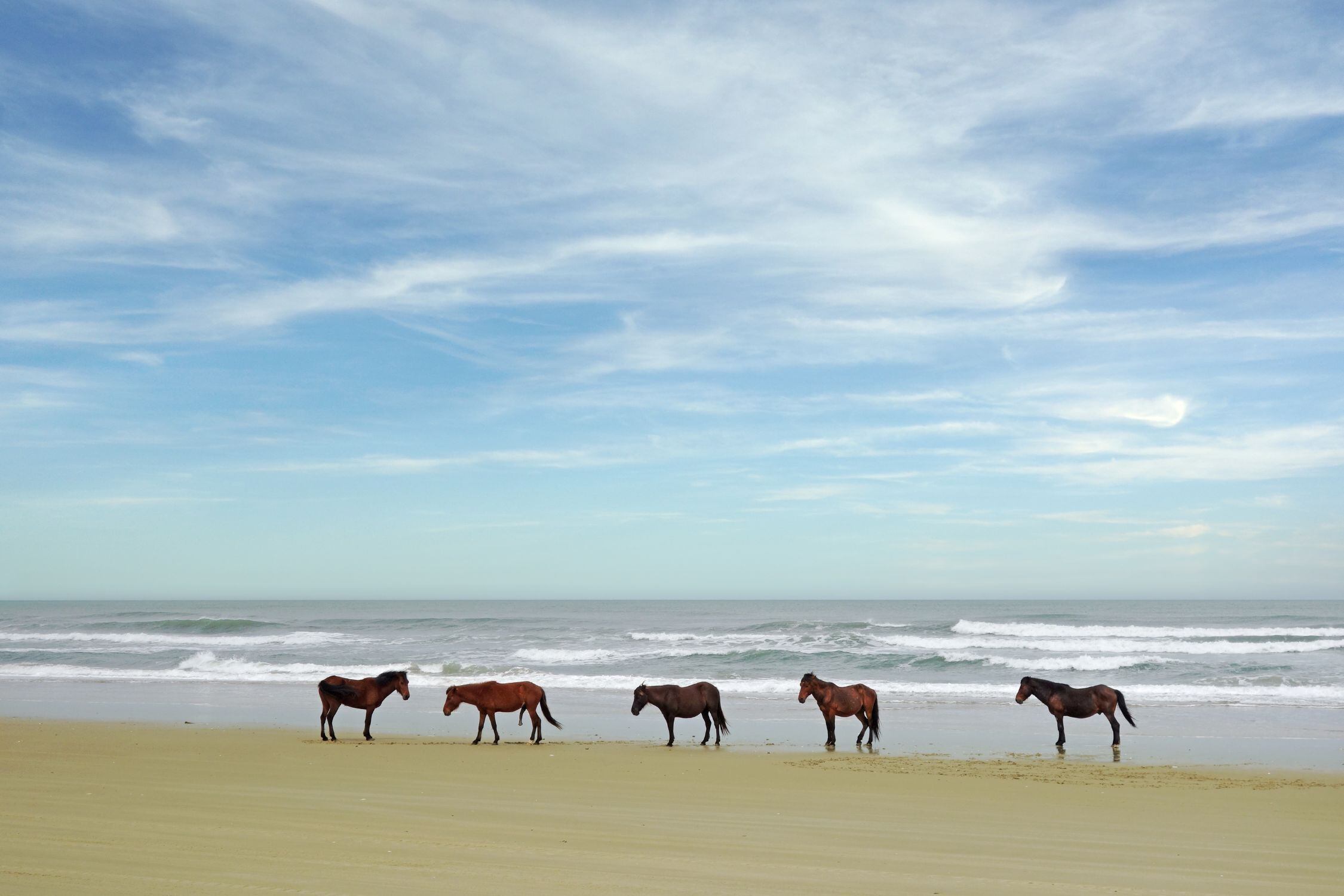 Wild Horses on the Beach in Corolla on the North Carolina Outer